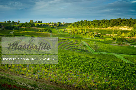 Ripe black grapes in vineyard of hill slopes at St Emilion in the Bordeaux wine region of France