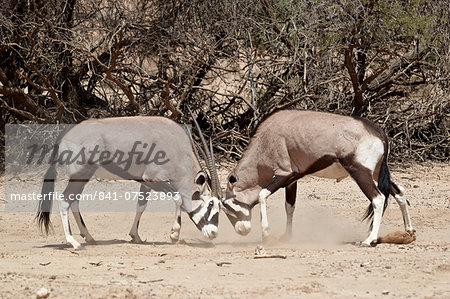 Two gemsbok (South African oryx) (Oryx gazella) fighting, Kgalagadi Transfrontier Park, encompassing the former Kalahari Gemsbok National Park, South Africa, Africa