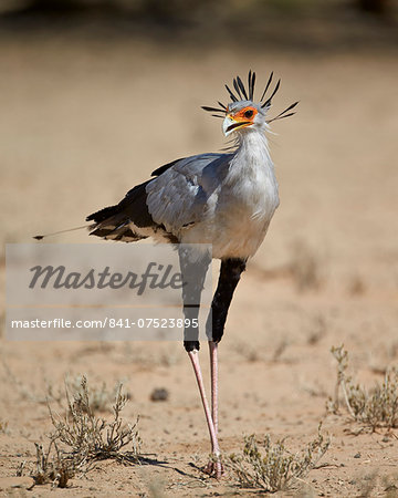 Secretarybird (Sagittarius serpentarius), Kgalagadi Transfrontier Park, encompassing the former Kalahari Gemsbok National Park, South Africa, Africa