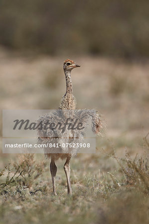 Common ostrich (Struthio camelus) chick, Kgalagadi Transfrontier Park, encompassing the former Kalahari Gemsbok National Park, South Africa, Africa