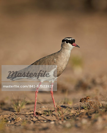 Crowned plover (crowned lapwing) (Vanellus coronatus), Kgalagadi Transfrontier Park, encompassing the former Kalahari Gemsbok National Park, South Africa, Africa Crowned plover (crowned lapwing) (Vanellus coronatus), Kgalagadi Transfrontier Park, encompassing the former Kalahari Gemsbok National Park, South Africa, Africa