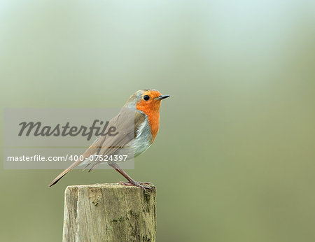 Perky adult European Robin on fence post