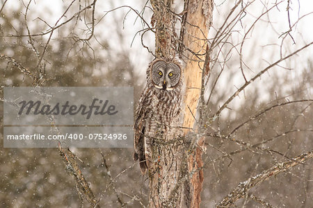 Great Grey Owl in a tree