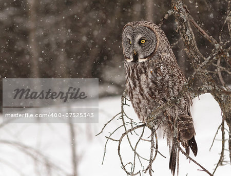 Great Grey Owl in a tree in a snow storm