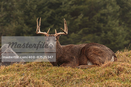 Male buck with antlers