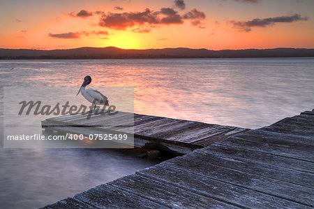 Sunset at Long Jetty NSW Australia.  A pelican roosts on one of the jettys on Lake Tuggerah as we admire the sunset.