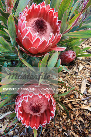 Two protea flowers blooming in the garden. Also known as Sugarbushes.