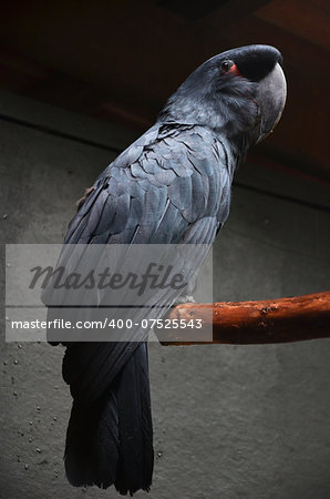 Photography of black macaw standing on the branch.