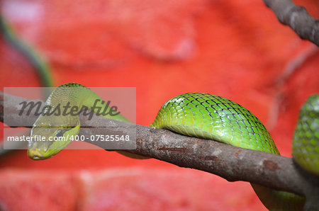 A green snake is moving on the tree  branch.