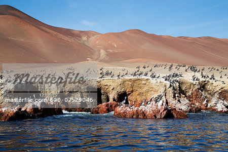 Pelican Colony at Wildlife Sanctuary on Ballestas Islands, Paracas, Pisco Province, Peru