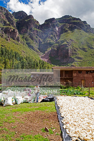 People packing sun-dried corn into bags with mountains in background, Peru