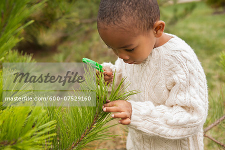 Boy Examining Pine Tree Branch with Magnifying Glass, Maryland, USA
