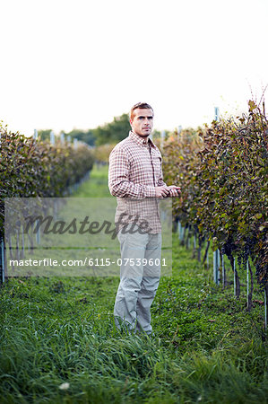 Young Man In Vineyard, Croatia, Europe