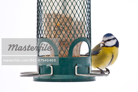 Blue tit feeds on sunflower seed from bird feeder by snowy slope, The Cotswolds, UK