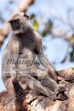 Indian Langur monkeys, Presbytis entellus, female and baby in Banyan Tree in Ranthambore National Park, Rajasthan, India
