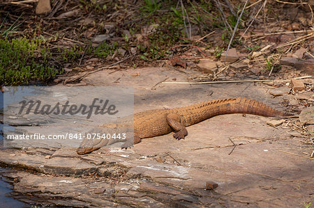 Indian marsh crocodile, Crocodylus palustris, young Swamp Crocodile in Ranthambhore National Park, Rajasthan, Northern India