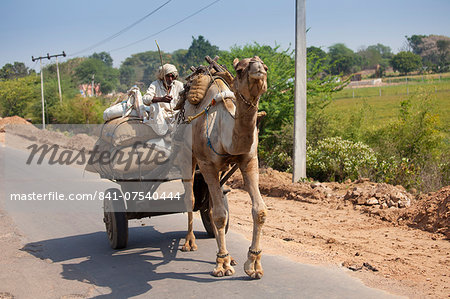 Indian man drives camel cart in Sawai Madhopur in Rajasthan, Northern India