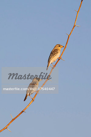 Pair of Weavers birds on tree branch at Chattra Sagar nature reserve at Nimaj, Rajasthan, Northern India