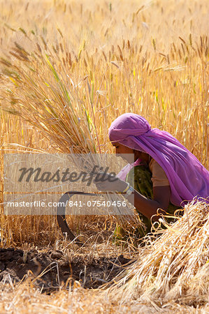 Barley crop being harvested by local agricultural worker in fields at Nimaj, Rajasthan, Northern India
