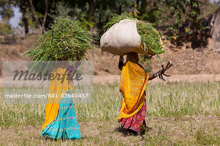 Lucerne crop being carried for animal forage by local agricultural workers in fields at Nimaj, Rajasthan, Northern India