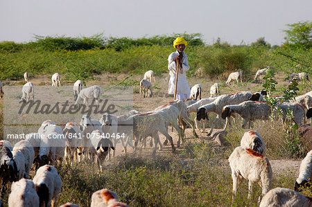 Goatherd with herd of goats in farming scene near Rohet, Rajasthan, Northern India