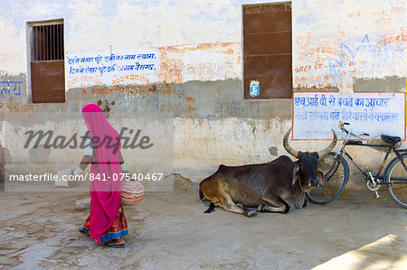 Indian woman carrying water pot past a bull lying by Hindu Temple in Narlai village in Rajasthan, Northern India