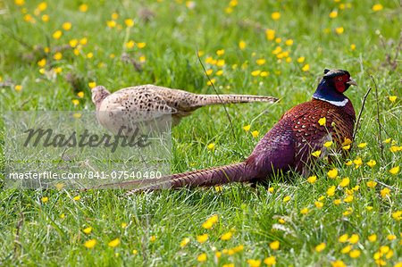 Male cock pheasant, Phasianus colchicus, and female hen pheasant in meadow in The Cotswolds, Oxfordshire, UK Male cock pheasant, Phasianus colchicus, and female hen pheasant in meadow in The Cotswolds, Oxfordshire, UK