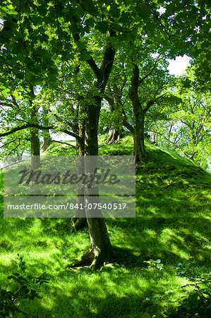 Oak trees in woodland at Furness Fells in Lake District National Park, Cumbria, UK