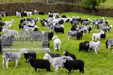 Herdwick sheep and lambs at Westhead Farm by Thirlmere in the Lake District National Park, Cumbria, UK