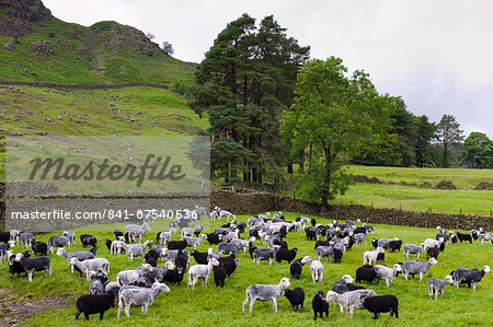 Herdwick sheep and lambs at Westhead Farm by Thirlmere in the Lake District National Park, Cumbria, UK