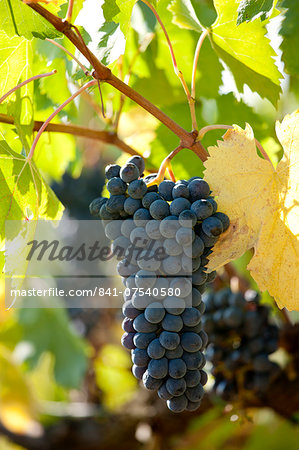 Sangiovese Chianti Classico grapes ripe for picking at Pontignano in Chianti region of Tuscany, Italy