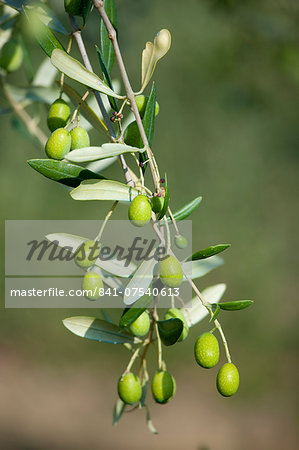 Ripe green olives on branch in traditional olive grove in Val D'Orcia, Tuscany, Italy