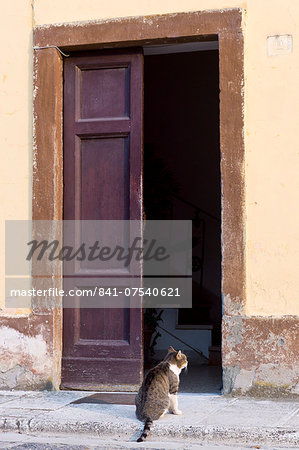 Domestic cat at at Monte Amiata Station in Val D'Orcia,Tuscany, Italy