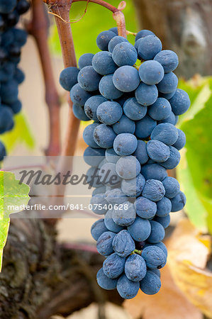 Ripe Brunello grapes, Sangiovese, growing on vine at the wine estate of La Fornace at Montalcino in Val D'Orcia, Tuscany, Italy