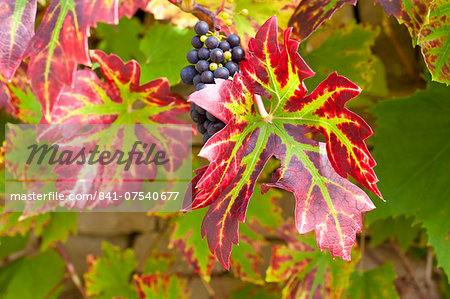 Ripe grapes on a grapevine on stone wall in country garden at Swinbrook in The Cotswolds, Oxfordshire, UK