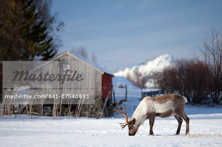 Reindeer grazing in the snow in arctic landscape at Kvaløysletta, Kvaloya Island, Tromso in Arctic Circle Northern Norway