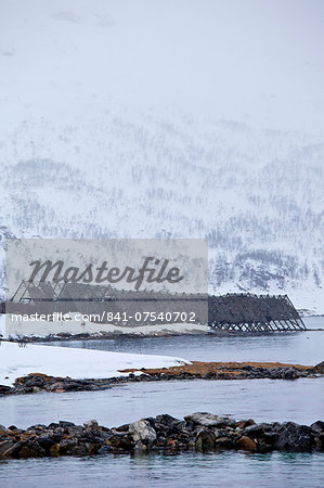 Stockfish cod drying on traditional racks, hjell, on foreshore in the Arctic Circle on Ringvassoya Island, Tromso, Northern Norway