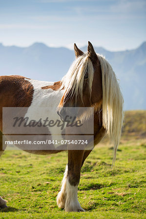 Horse in Vallee d'Ossau near Laruns in Parc National des Pyrenees Occident, France