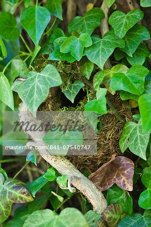 Wren's nest nestled secretly hidden among ivy leaves on a wall in The Cotswolds, Oxfordshire, England, UK