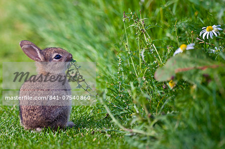 Wild young rabbit sniffing wildflower in country garden, The Cotswolds, Oxfordshire, United Kingdom