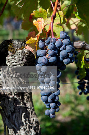 Merlot grapes at Chateau Beau-Sejour Becot, St Emilion in the Bordeaux wine region of France
