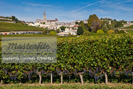 St Emilion with vineyard of Mouton Georges grapes in foreground, in the Bordeaux wine region of France