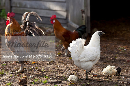 Chicken family hen, cockerel and chicks at Ferme de l'Eglise, Houesville, Normandy, France