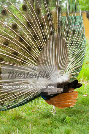 Back View of Indian Peacock Displaying Plumage