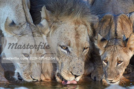 Lion (Panthera leo) and two cubs drinking, Kgalagadi Transfrontier Park, encompassing the former Kalahari Gemsbok National Park, South Africa, Africa