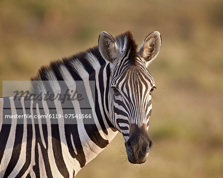 Common zebra (Plains zebra) (Burchell's zebra) (Equus burchelli), Addo Elephant National Park, South Africa, Africa