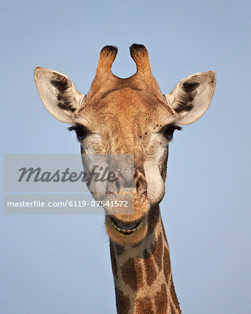 Cape giraffe (Giraffa camelopardalis giraffa), Kruger National Park, South Africa, Africa