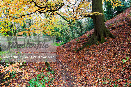 Autumn woodland at Macintosh Park in Knaresboroug, North Yorkshire, Yorkshire, England, United Kingdom, Europe