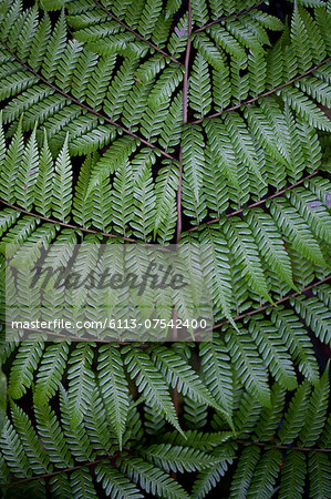 Close up of fern leaf patterns