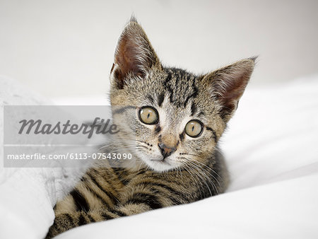 Kitten relaxing in blankets